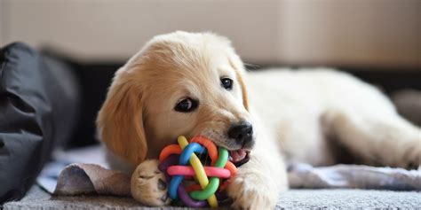 are dog toys made in china dangerous